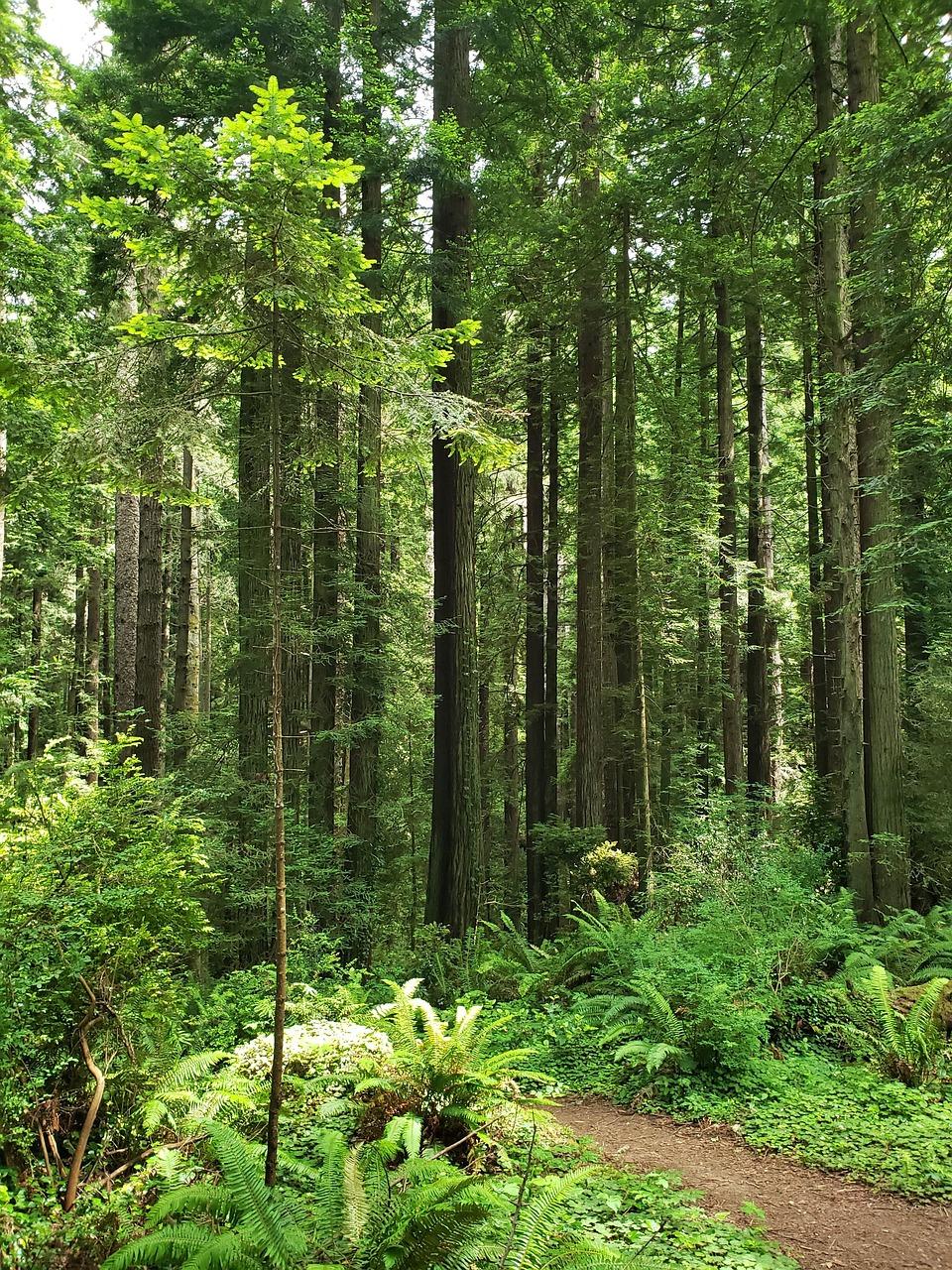 Trusted Pest Control for Homes and Businesses in Eureka, CA