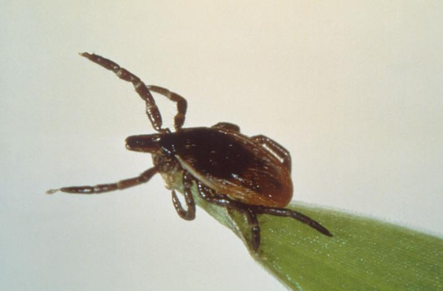 Example Image of Ticks - Humboldt Termite & Pest