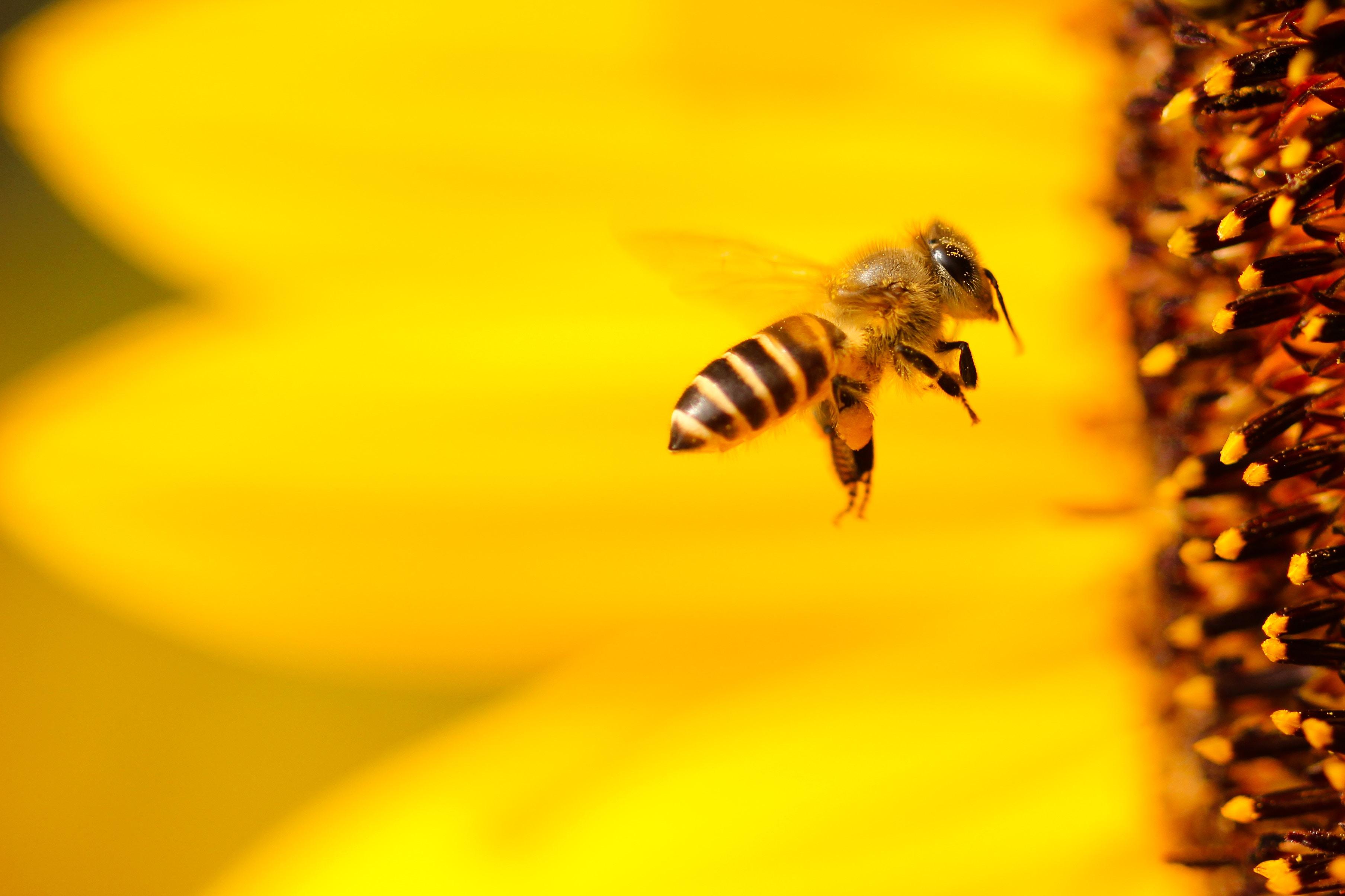 Image of Bee on a flower - Humboldt Termite & Pest Control