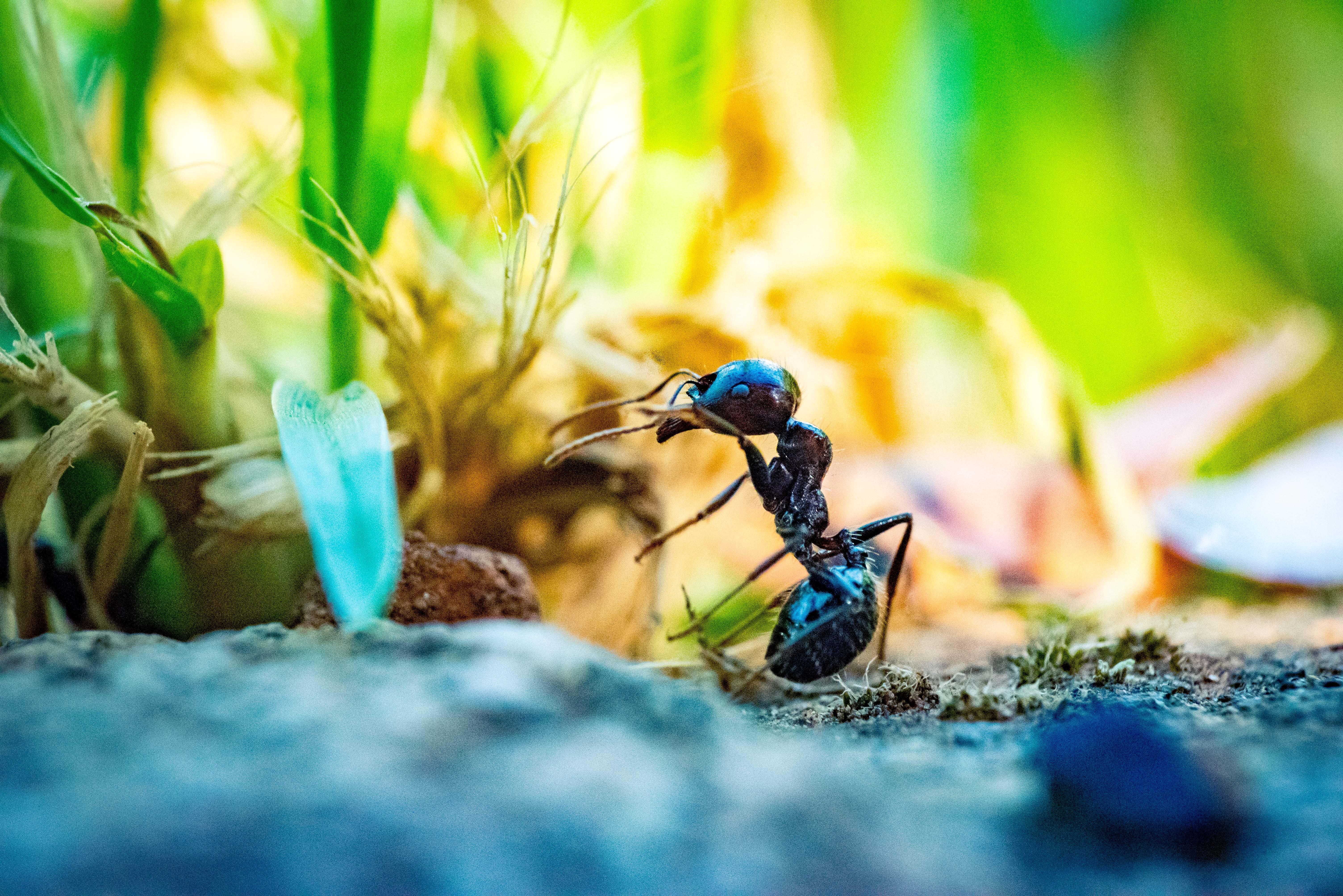 Image of an Ant outdoors - Humboldt Termite & Pest Control