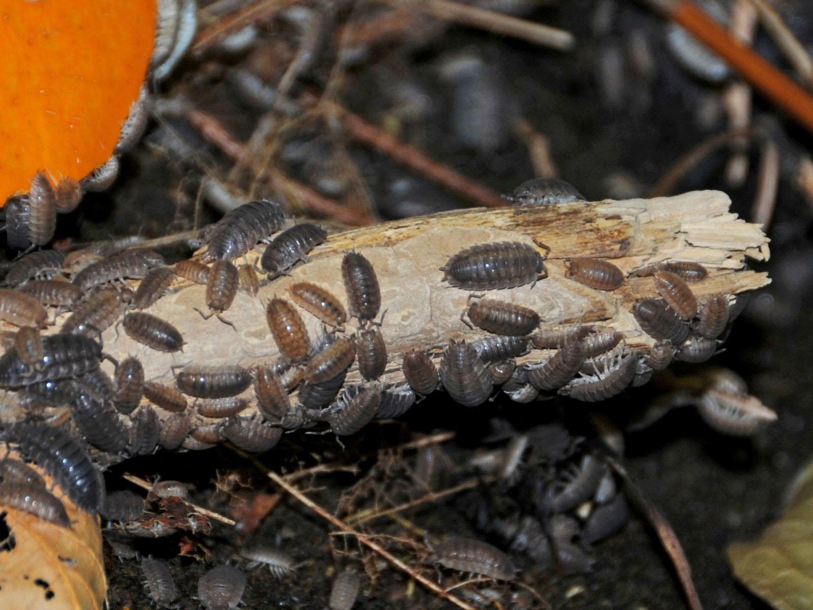 Image of sowbugs huddled together - Humboldt Termite & Pest