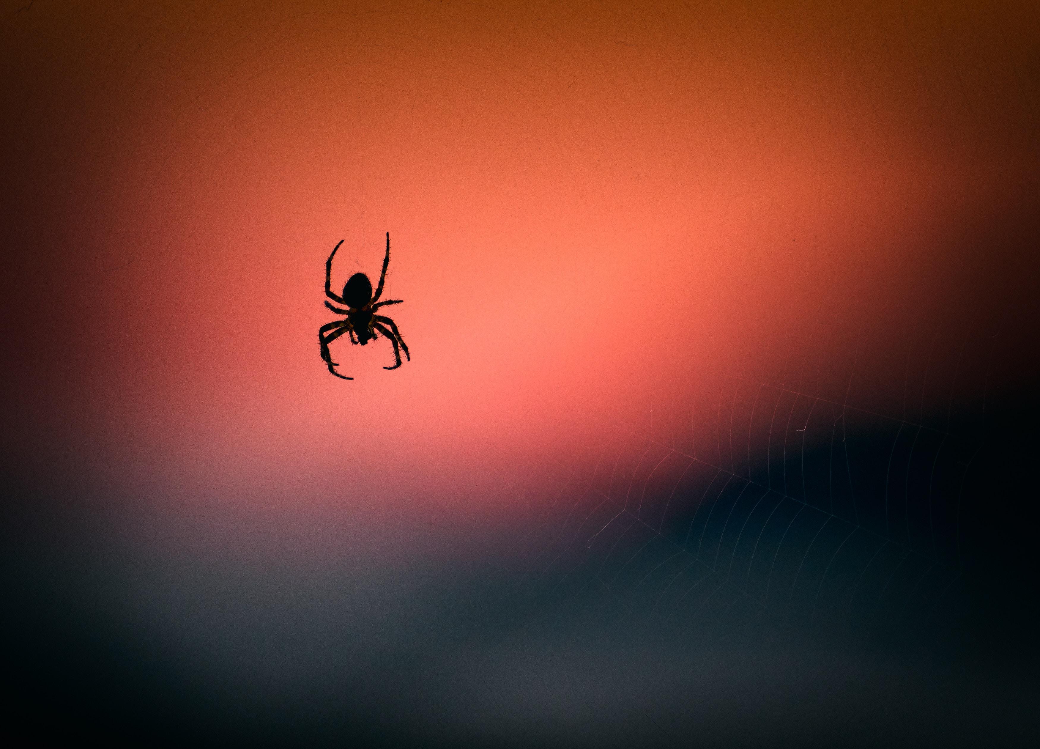 Image of spider just hanging out - Humboldt Termite & Pest