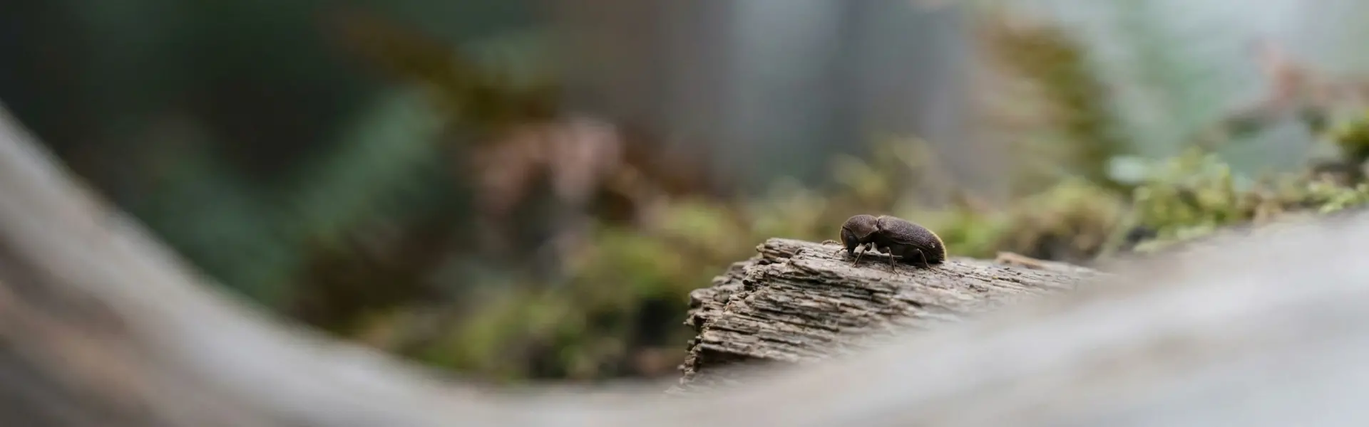 A deathwatch beetle perched on a log. Get rid of beetles today by contacting the beetle control and extermination experts at Humboldt Termite & Pest Control.