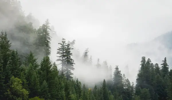 Humboldt county on a foggy day