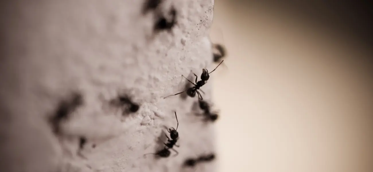 Closeup of odorous ants crawling on wall