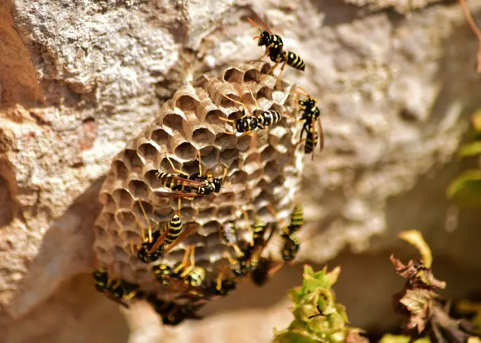 Paper wasps building a nest in an Arcata yard. Contact Humboldt Termite & Pest Control if you find a bee's nest on your property.