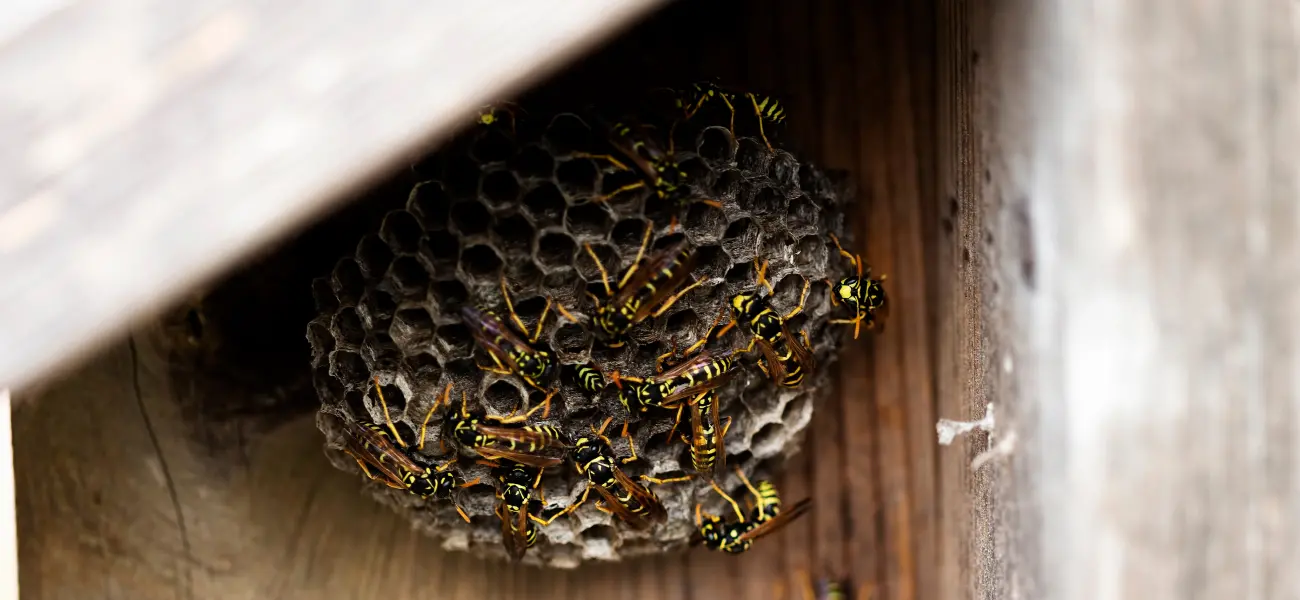 A paper wasp nest in an Arcata shed. Never attempt to remove bees on your own—call the experts at Humboldt Termite & Pest Control.