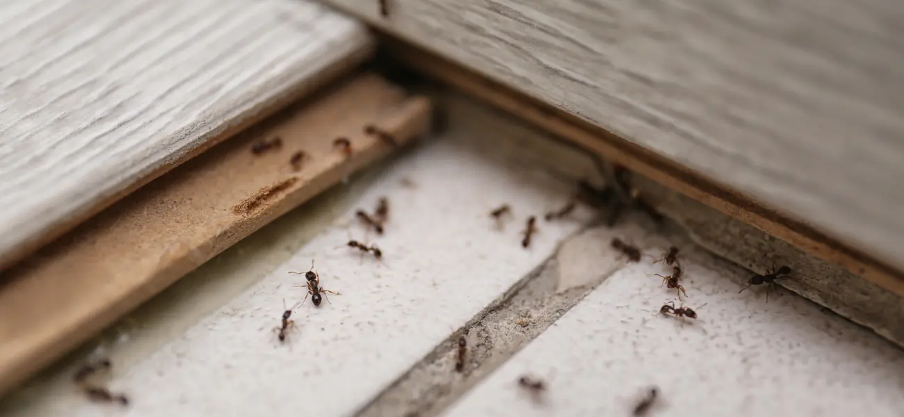 A pharaoh ant infestation in an Arcata home