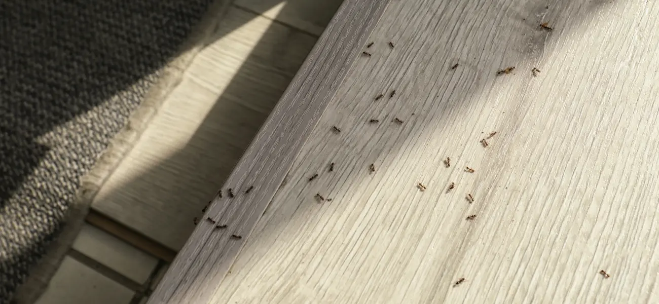 Ant infestation inside a McKinleyville home
