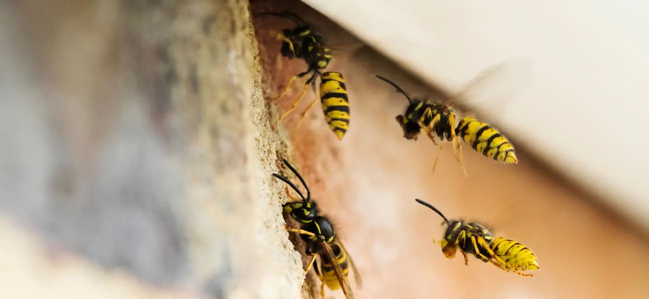 Yellowjackets gathering materials to make a nest. Call the bee exterminator experts at Humboldt Termite & Pest Control to get rid of bees today.