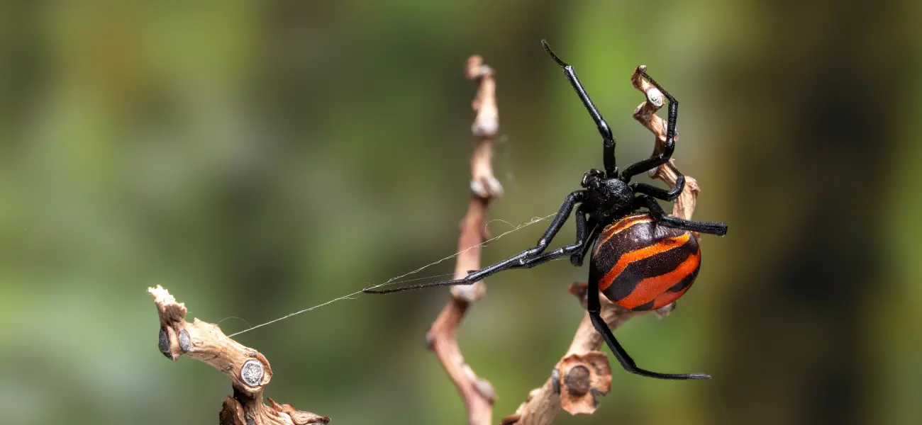 A closeup of a black widow spider making a web. Black widows are dangerous and venomous, and should be dealt with by a professional spider exterminator like Humboldt Termite & Pest Control.
