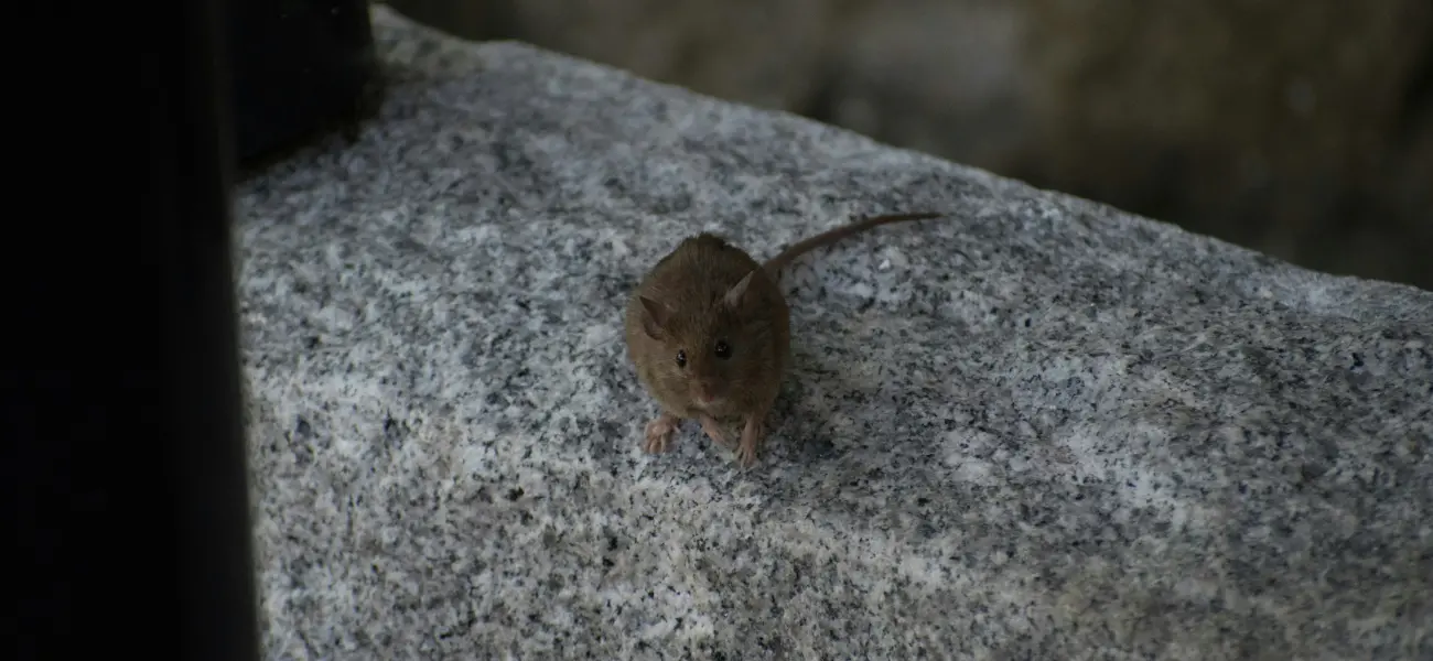 A brown house mouse sitting on a step. If you see signs of mice, call the experts at Humboldt Termite & Pest Control.