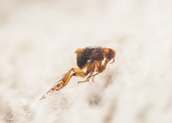 Closeup of a flea on a carpet. Humboldt Termite & Pest Control can exterminate fleas in your Arcata home or business.