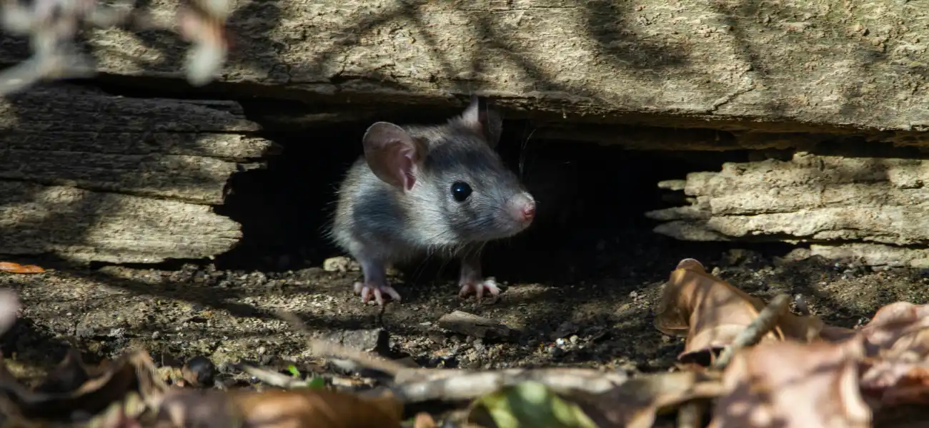 A deer mouse emerging from a hidden burrow. Contact Humboldt Termite & Pest Control to get rid of mice from your Arcata home or business.