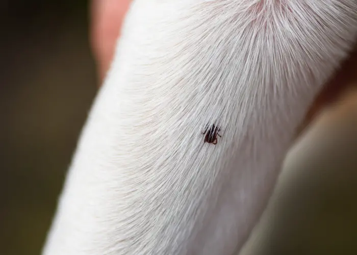 A tick on a dog's leg. Be sure to check arms, legs, and clothes for ticks, especially after spending time in wooded areas, such as rural Humboldt and Arcata.