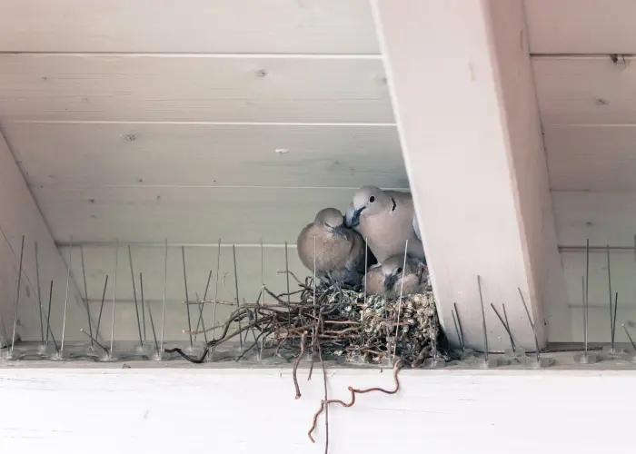 A family of eurasian collared doves in a barn in Arcata. The bird control and removal experts at Humboldt Termite & Pest Control can get rid of nuisance birds before they take over your property.