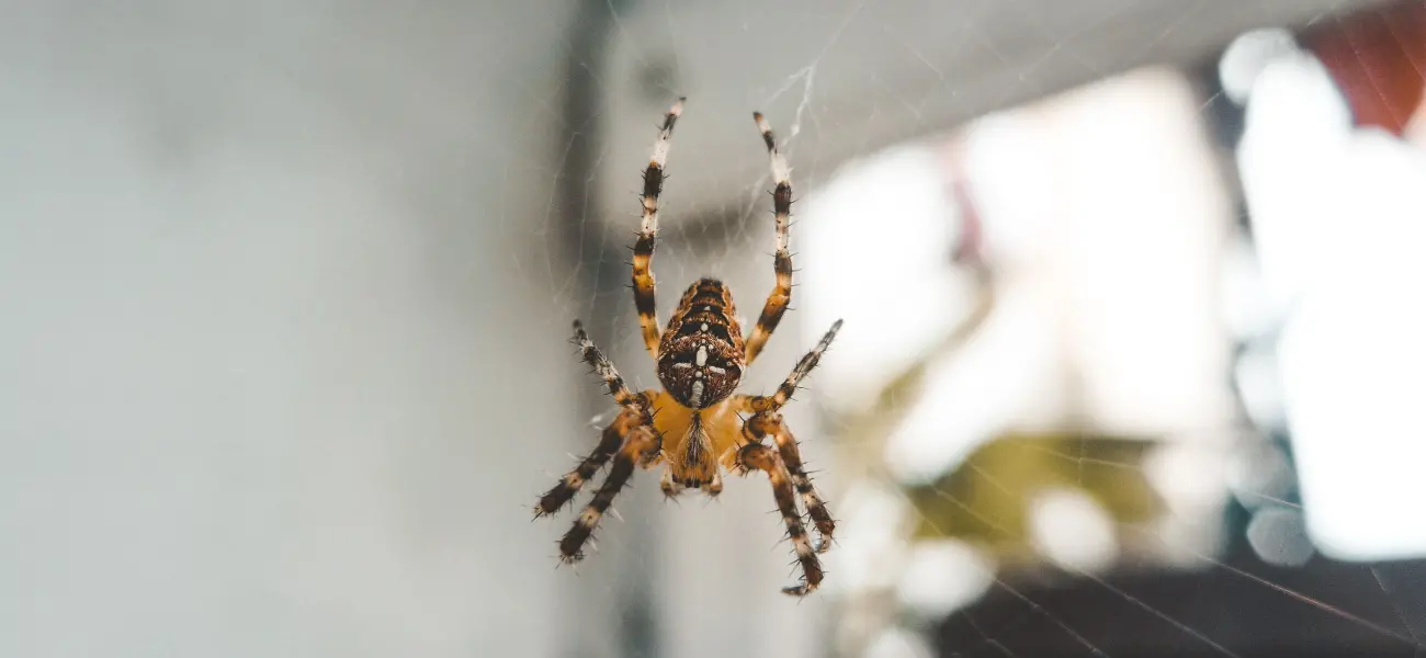 A garden spider making a web in an Arcata patio. Garden spiders are very common in Humboldt and Northern California.