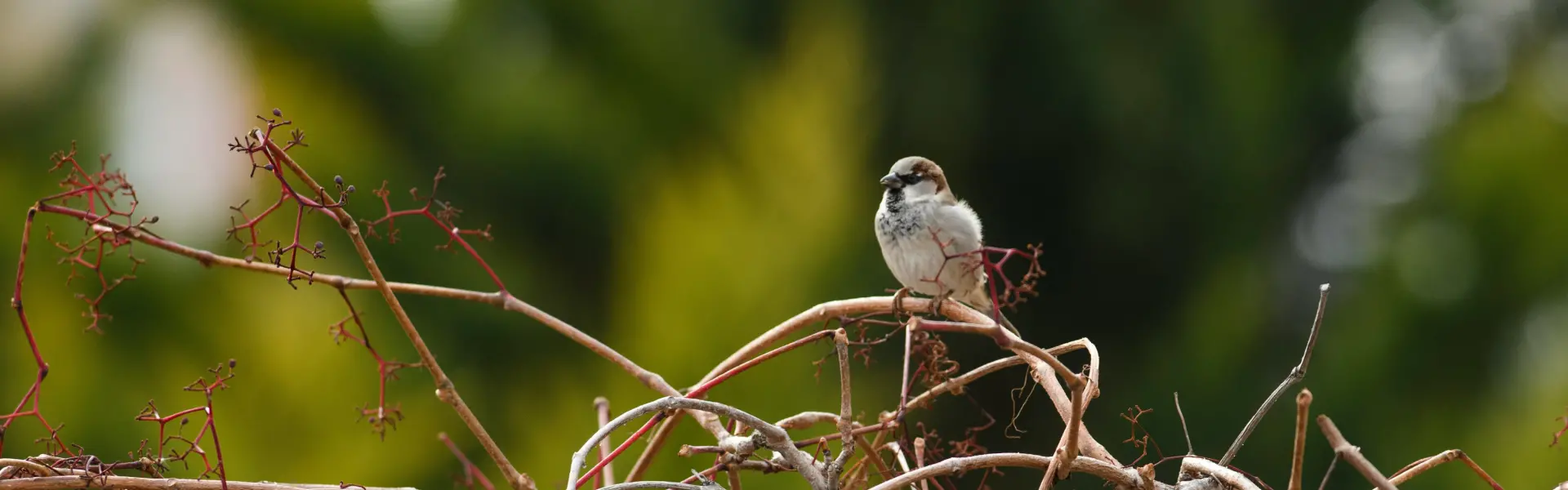 A house sparrow perched on a bush in Arcata. Call the bird control and removal experts at Humboldt Termite & Pest Control if you find a bird infestation on your property.