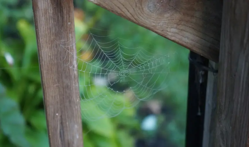 What it Really Takes to Keep The Spiders Away