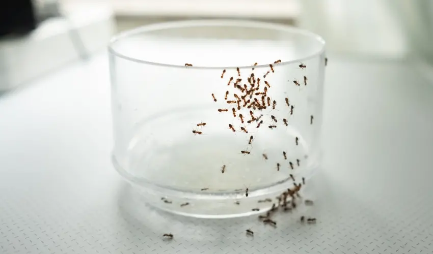 Ant Problem? Do You Know How Easy it is to Take Care Of