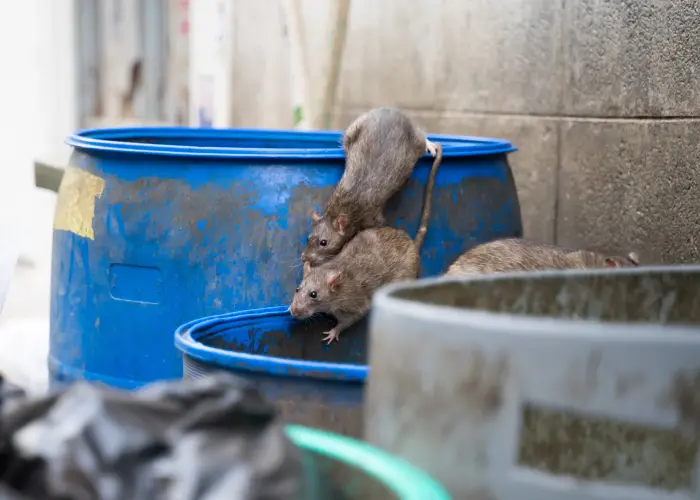 Norway rats crawling out of a blue 55-gallon drum. Call Humboldt Termite & Pest Control if you see rodents near your Arcata home or business.