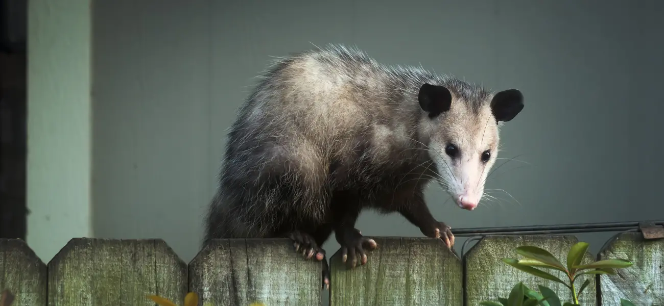 An opossum on a fence in Arcata