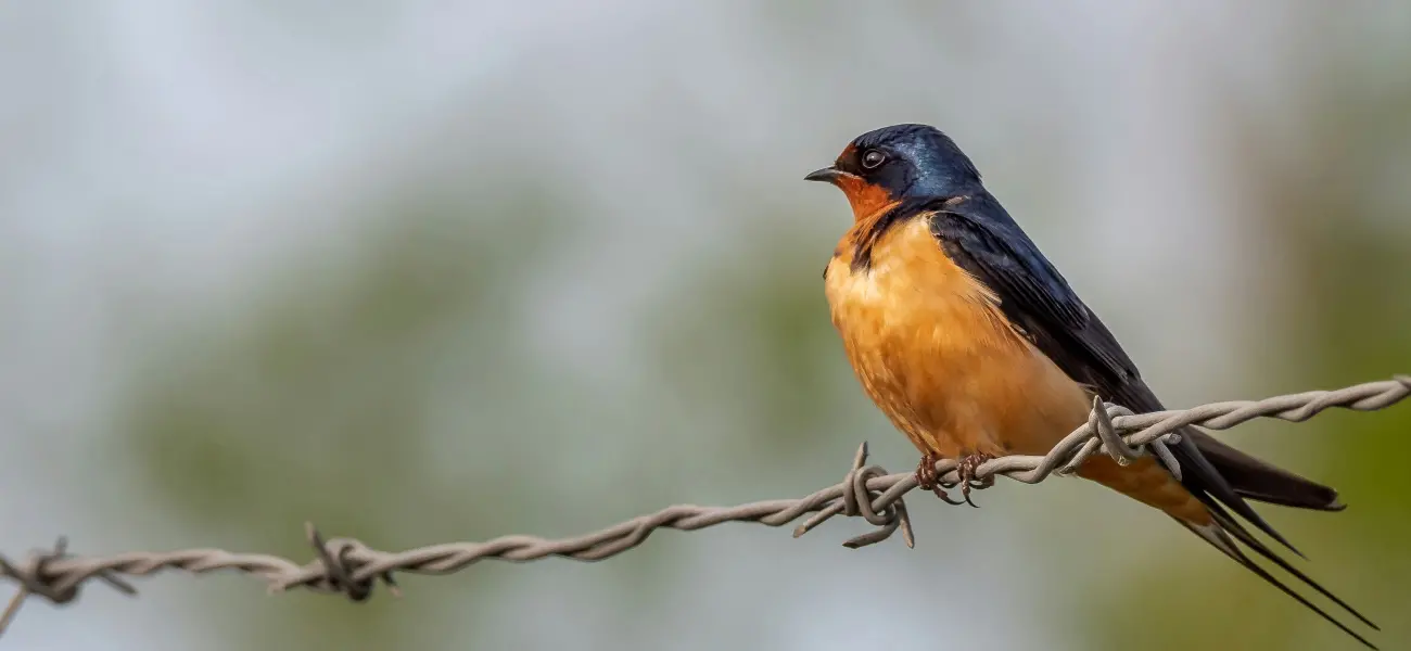 Barn swallow perched on a barbed wire fence. Birds can be quite the nuisance in Arcata, but thankfully Humboldt Termite & Pest Control can help.