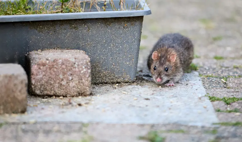 Not Just Unwanted Guests