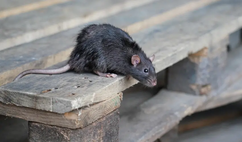 6 Sure Signs You Have a Rodent Problem