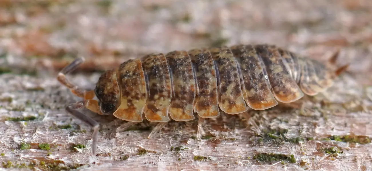 An orange sowbug crawling on an Arcata deck. Need help identifying pests on your property? Call Humboldt Termite & Pest Control, and a technician can assess if you have an infestation.