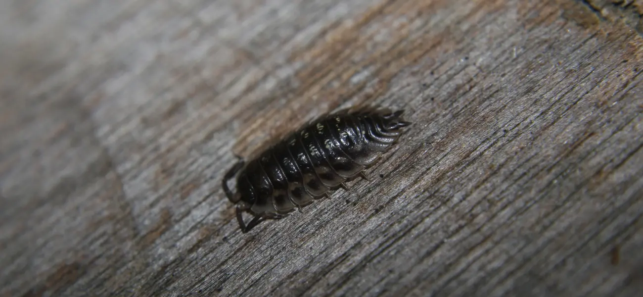 A sowbug crawls along a wooden floor. Call Humboldt Termite & Pest Control if you suspect there's a sowbug infestation in your home or business.