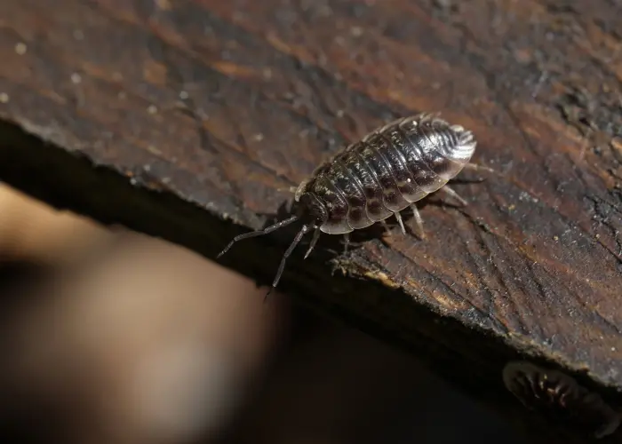A sowbug crawls along a wooden table. Call the sowbug control and extermination experts at Humboldt Termite & Pest Control to get rid of sowbugs today.