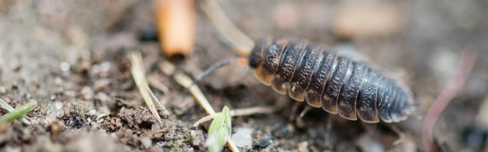 A sowbug searches for food in an Arcata yard