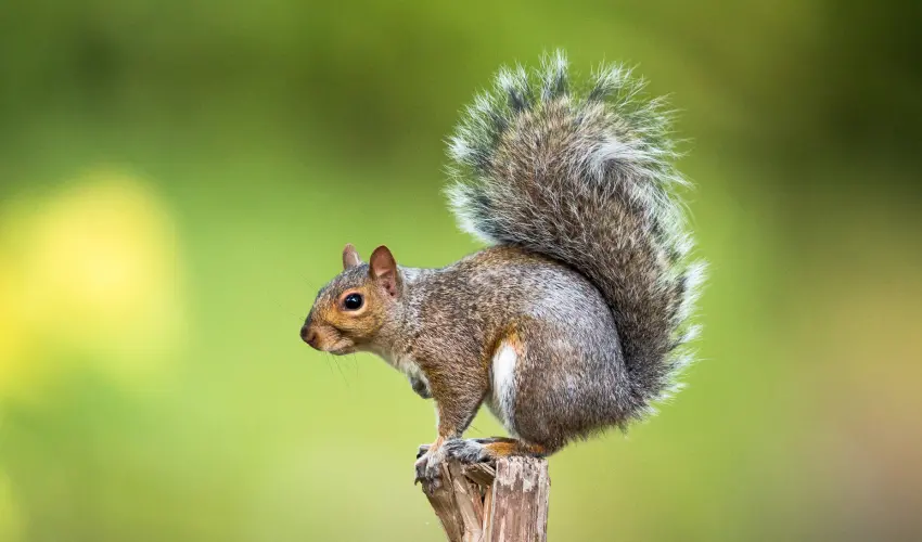 A squirrel perched on a fence post. Call Humboldt Termite & Pest Control for squirrel control and removal in Arcata and the surrounding areas.