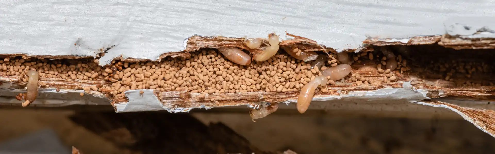 An exposed wood section infested with termites. Humboldt Termite & Pest Control offers termite control and extermination services in Arcata and the surrounding areas.