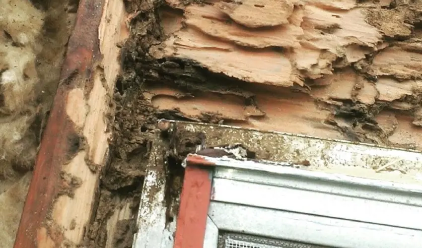 Termite damage above an exterior door of an Arcata home