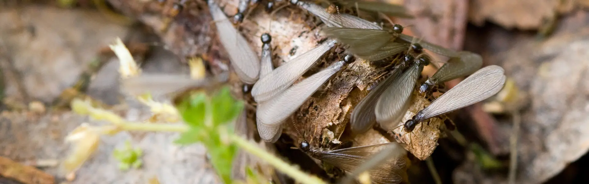 Termite swarmers on a log in a Humboldt yard. Learn more about pests in Humboldt, Arcata, and the surrounding areas on our Pest Learning Center.