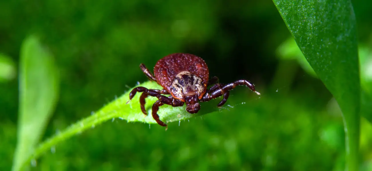 A tick resting on a plant. Call Humboldt Termite & Pest Control if you find ticks on your loved ones.