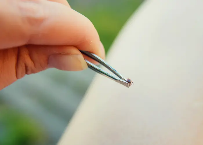 Removing a tick with tweezers. Early removal is key, and once removed, place it into a plastic bag in case further inspection is needed.