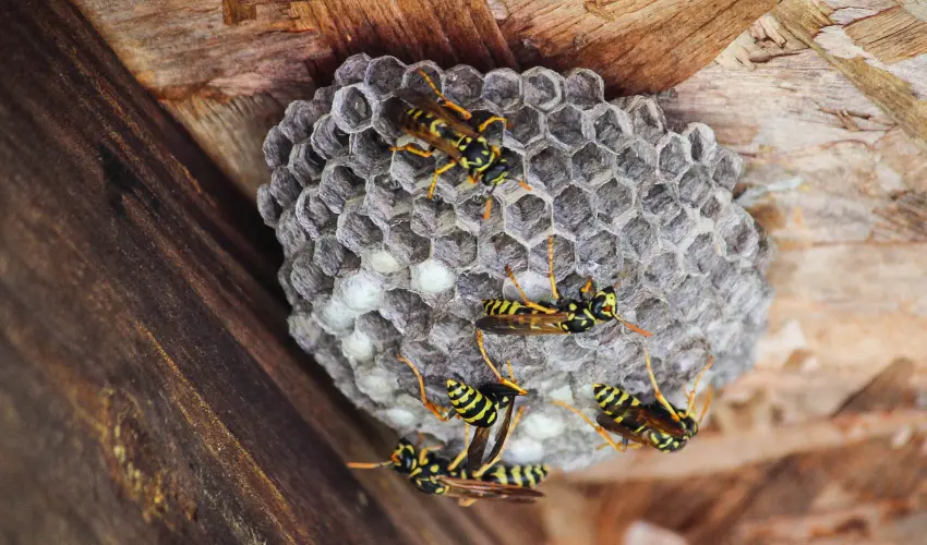 Honeycomb shaped nest with several yellow & black wasps, ready for removal by Humboldt Termite & Pest Control
