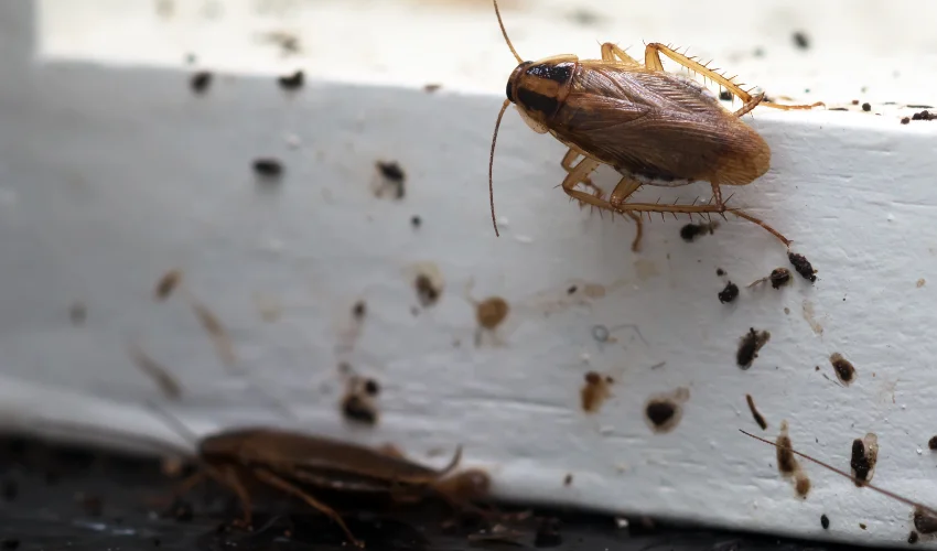 Closeup of two German Cockroaches infesting a residential home.