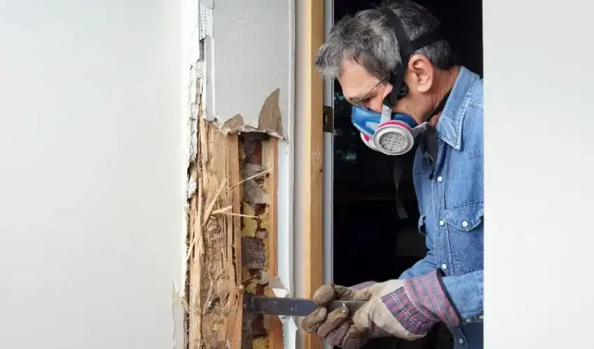 A pest control technician inspecting termite-damaged wood. Contact Humboldt Termite & Pest Control if you suspect you have termites or other unwanted pests.
