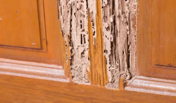 Finding termite swarmers, discarded wings, and structural damage are common signs of termites