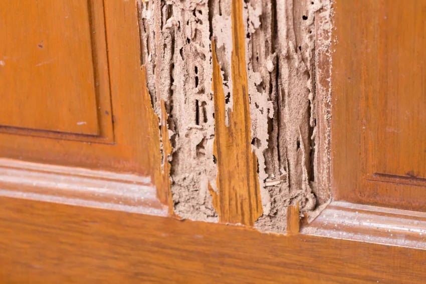 A close up of a door with damaged by termites in Arcata CA