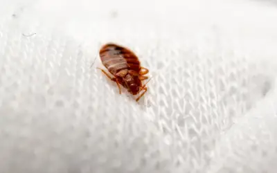one bed bug close up seen on white bedding in home in humboldt county ca