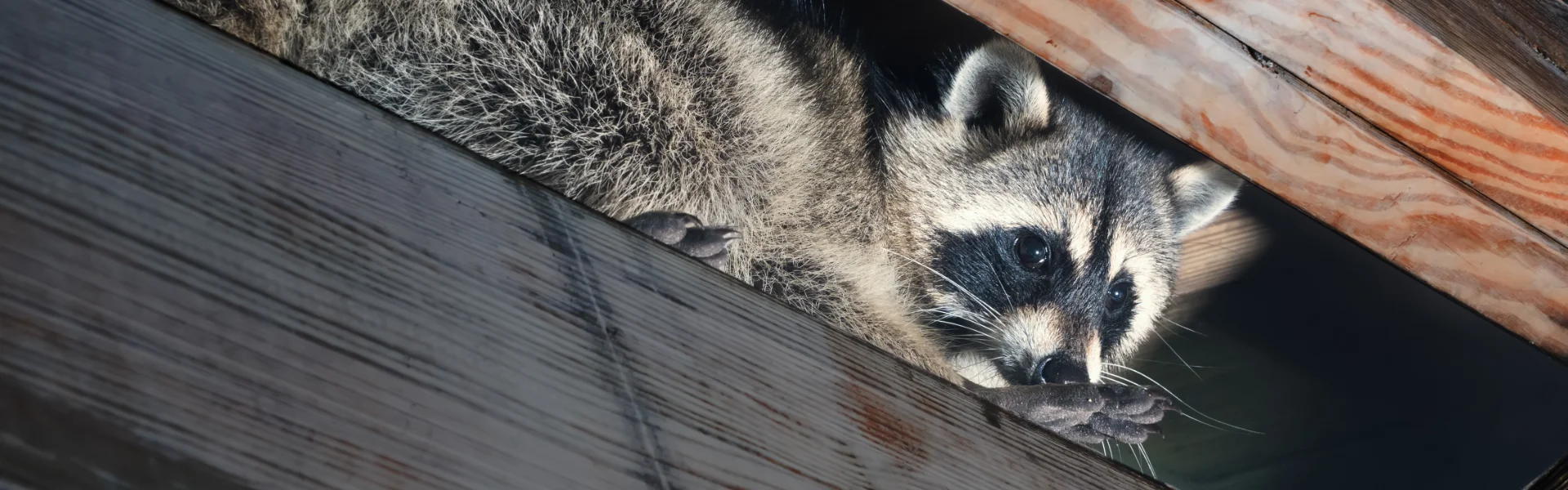 Raccoon looking down through an opening in an overhead wooden ceiling