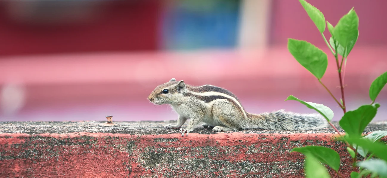 Indian palm squirrel crouching on a pink concrete ledge near green leaves