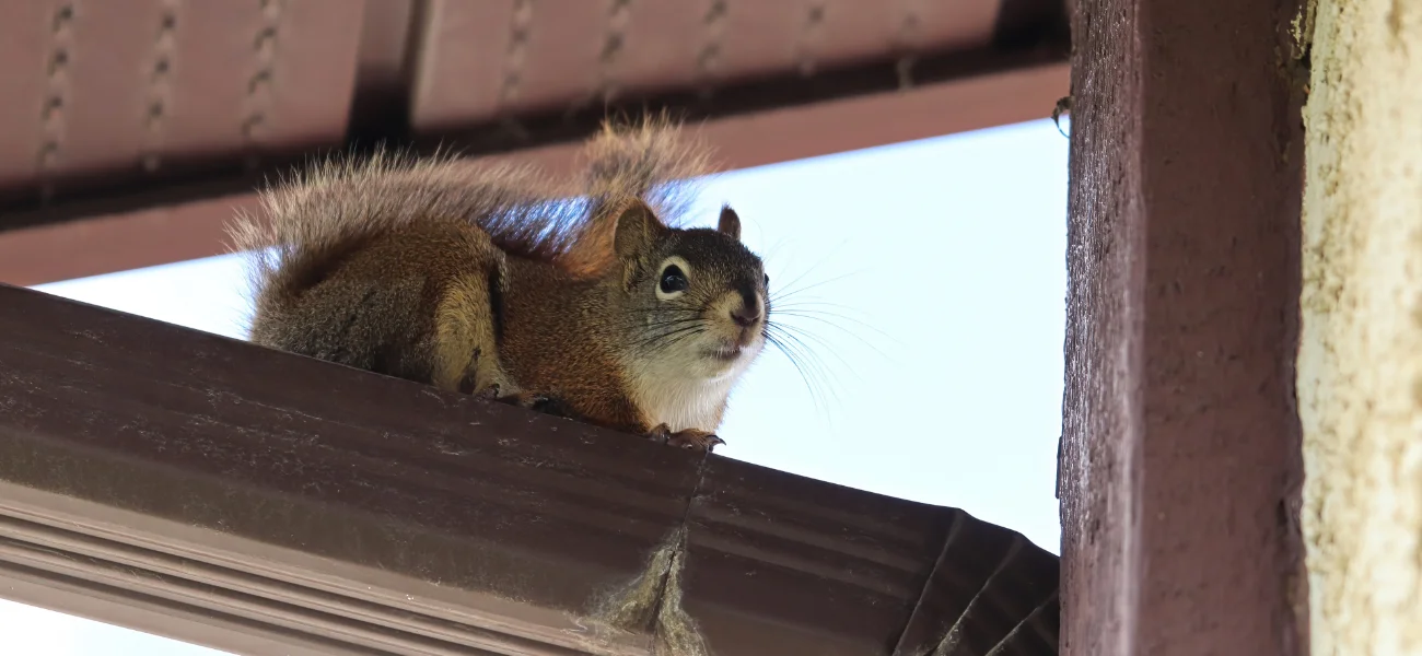 Small squirrel sitting on top a dark roof gutter under a house soffit.