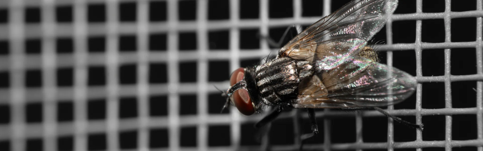 Extreme macro shot of a common housefly resting on a wire mesh screen.