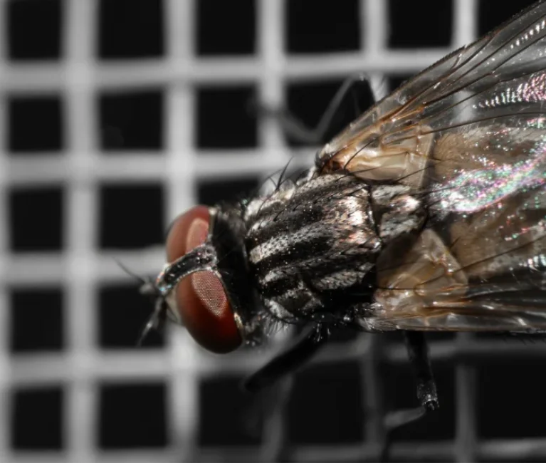 Extreme macro shot of a common housefly resting on a wire mesh screen.